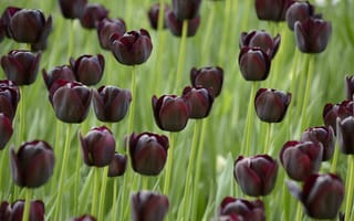 Картинка tulips, поле, тюльпаны, темные, field, черные, black