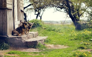 Картинка собаки, ступеньки, Ступени, двор, Дверь