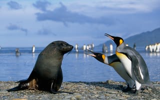 Картинка Антарктика, пингвины, тюлень