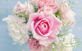 Обои beautiful, flowers, цветы, красивая, pink rose, розовая роза