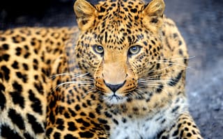 Картинка леопард, окрас, морда, взгляд, хищник, животное