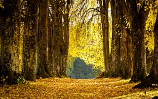 Картинка парк, листья, осень, аллея, опавшие, желтые