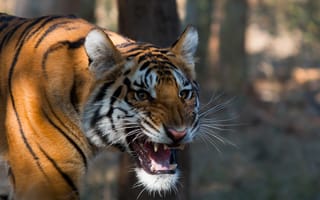 Картинка Bengal tiger