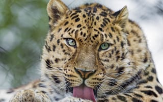 Картинка Амурский леопард, Кошка, морда, язык
