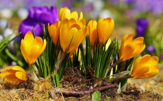 Картинка крокусы, цветы, жёлтый, весна