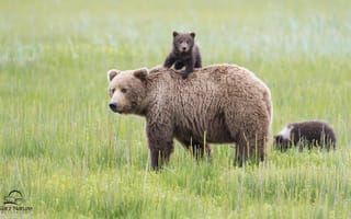 Картинка Аляска, медведица, Медведи, Lake clark national park, alaska