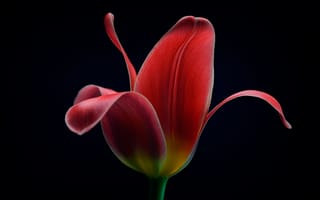 Картинка тюльпан