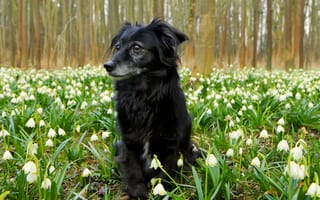 Картинка цветы, Собака