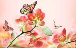 Картинка орхидея, цветы, лето, красота