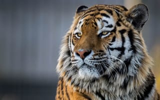 Картинка морда, Амурский тигр, красавец, портрет