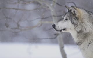 Обои Волк во время снежной бури