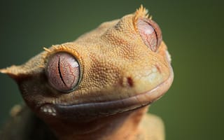 Картинка Глаза животного геккона