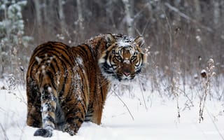 Картинка Забавный тигр в зимнем лесу
