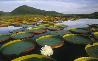 Картинка Растения плавают в воде озера