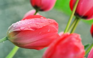 Картинка Розовый тюльпан после дождя