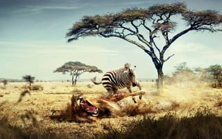 Картинка Лев и зебра в Африке