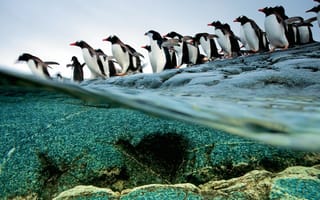 Картинка Пингвины идут ровной колонной