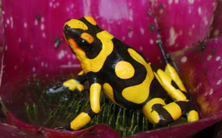 Картинка Черно желтая лягушка в цветке