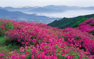 Картинка Буйное цветение розовых цветов в горах