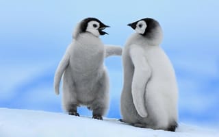 Картинка Два детеныша пингвинов