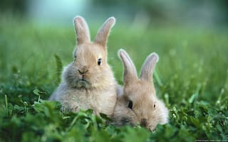 Картинка Два забавных коричневых кролика в траве