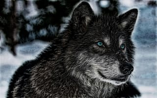 Картинка Лохматый дикий волк