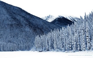 Картинка Густой хвойный лес на горе зимой