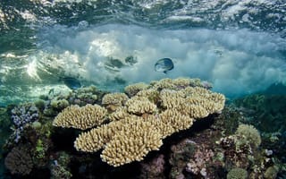Обои Белые кораллы под водой