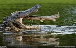 Картинка Рыба во рту крокодила