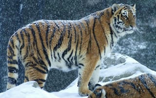 Картинка Снег на спине тигра