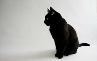 Обои Черный кот на сером фоне