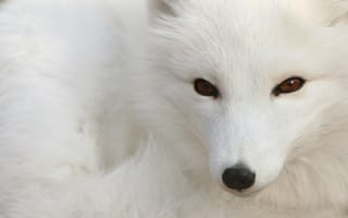 Картинка Белая арктическая лиса на снегу
