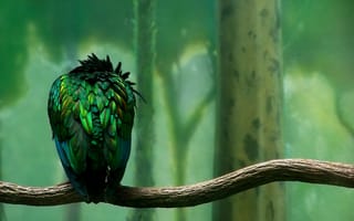Картинка Зеленая птица сидит спиной, мультфильм