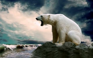 Картинка Полярный медведь сидит на камне и смотрит на море