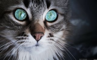 Картинка Удивленный кот с серыми глазами