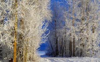 Картинка снег, деревья, дорога, небо