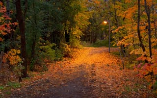 Картинка осень, лес, листья, парк, Осенний лес, фонарь