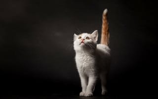 Картинка Белый котенок с рыжим хвостом