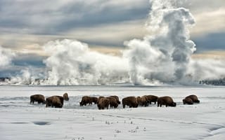 Картинка Животные на снегу в штате Аляска