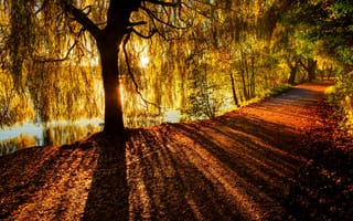 Картинка лучи, солнце, дерево, дорога