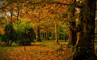 Картинка лес, осень, Осенний лес