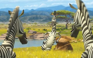 Картинка зебры, мадагаскар