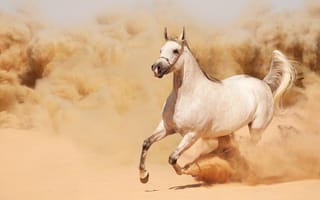 Картинка лошадь, пустыня, песчаная буря