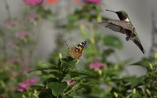 Картинка колибри, бабочка