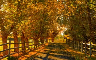 Картинка осень, аллея, деревья