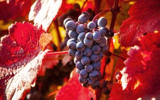 Картинка природа, еда, виноград, осень, листья