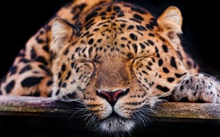 Картинка природа, животные, леопард