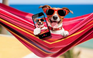 Картинка собака, телефон, hammock, phone, dog, гамак, rest, отдых