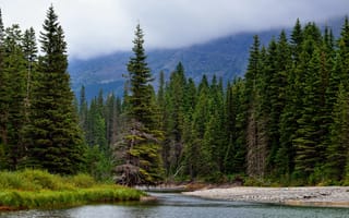 Картинка лес, река, forest, river