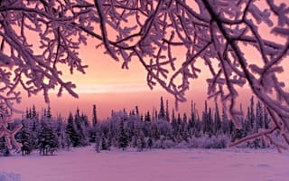 Картинка природа, деревья, снег, зима